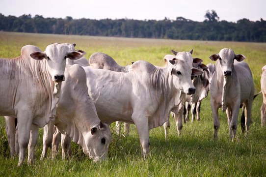 carne bovina no brasil