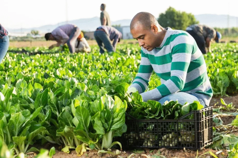 agricultura de jardinagem